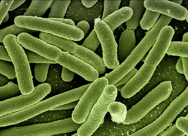koli bacterie